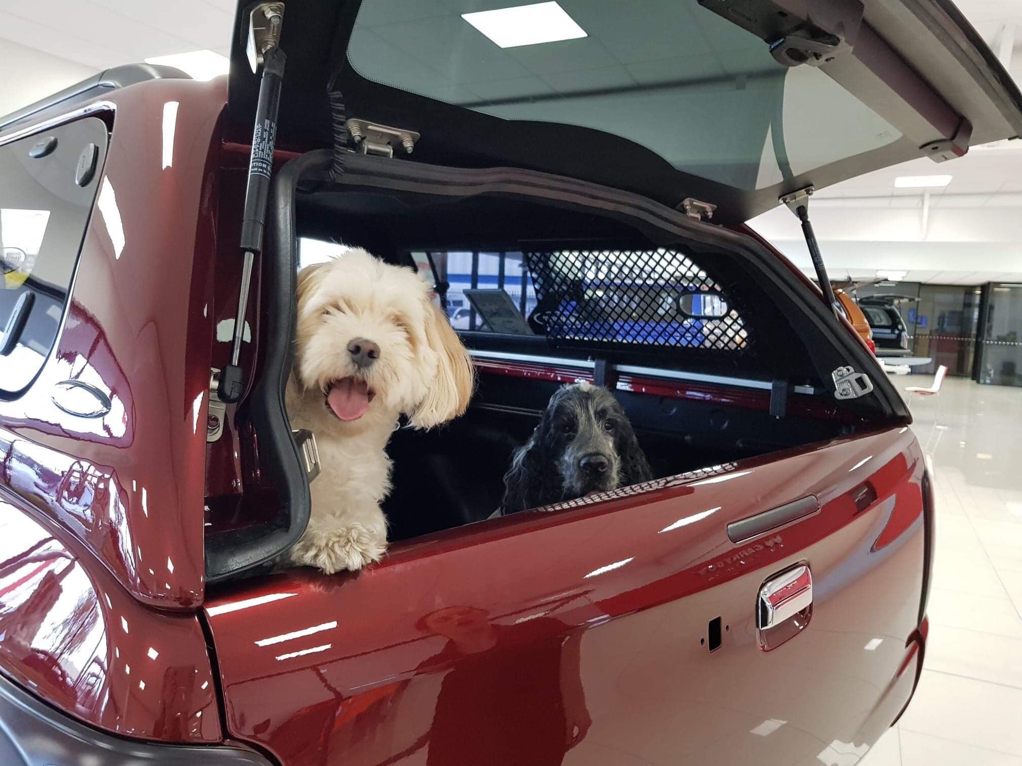 Carryboy Hardtop mit Schiebefenster und Hundegitter